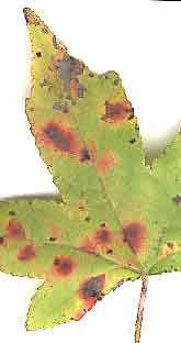 Fungal infection on Sweetgum leaf